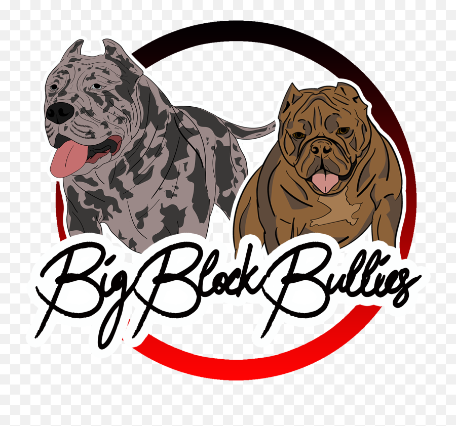 Home - Big Block Bullies Png,American Bully Logo