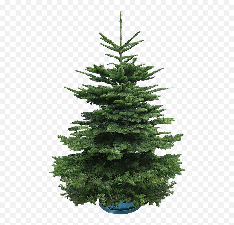 Real Christmas Tree - 45 Feet Boreal Conifer Png,Christmas Tree Branch Png