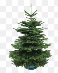 Real Christmas Tree - 45 Feet Boreal Conifer png