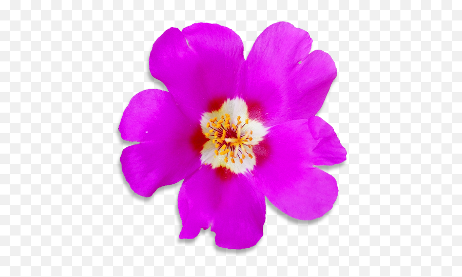 Can I Grow Flowers In My Smallgarden U2013 Dn - Purslane Png,Flower Garden Png