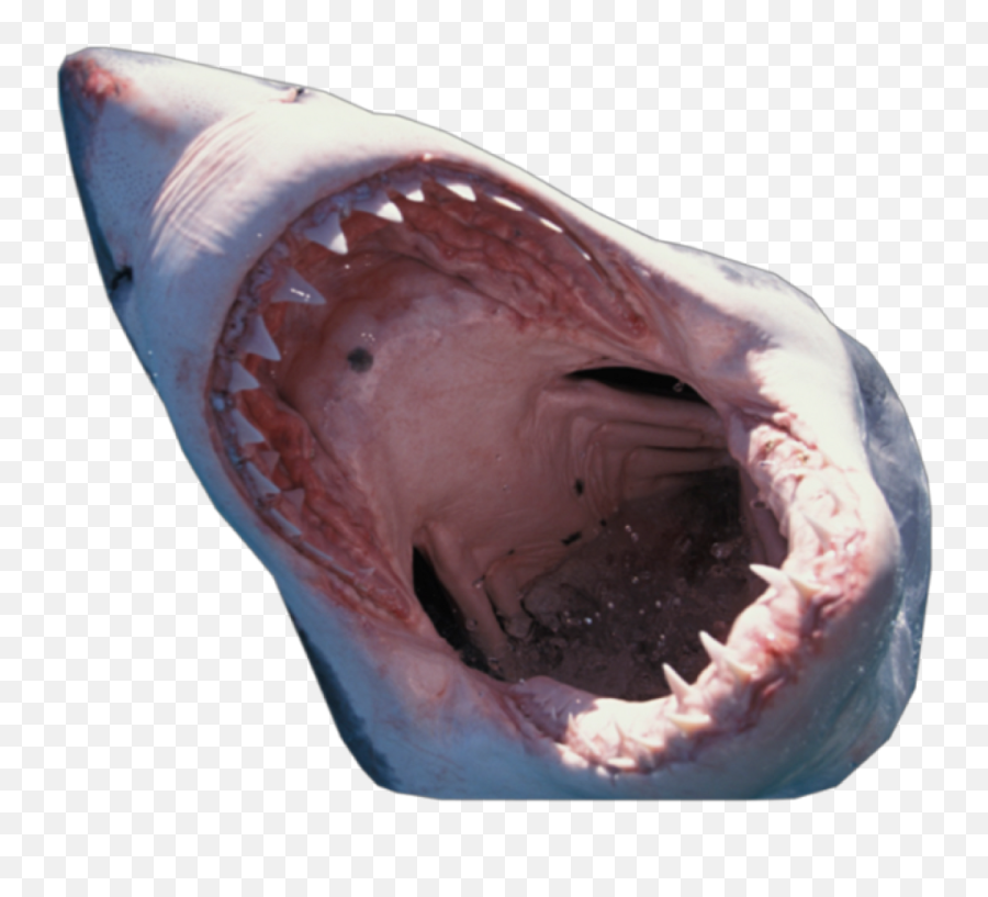 Omscap36 Open Mouth Shark Clipart And Png Big Pictures - Great White Shark Mouth Png,Shark Clipart Transparent Background