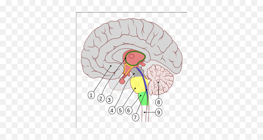 Human Brain - Encephalon Png,Human Brain Png