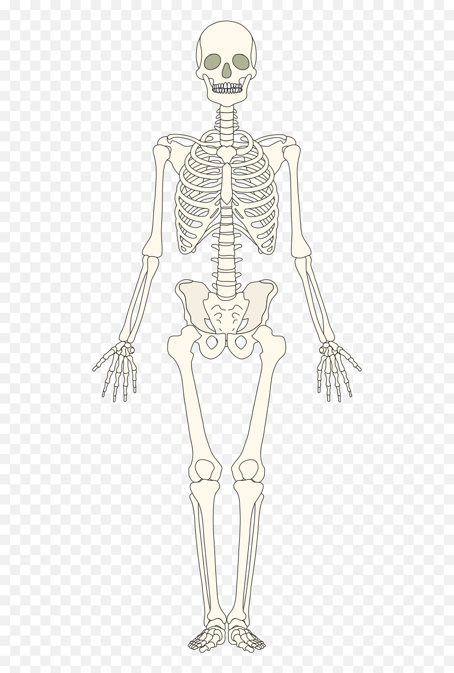 Human Bones - Blank The Skeletal System Png,Bone Transparent Background