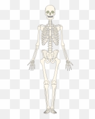 Human Bones - Blank The Skeletal System png