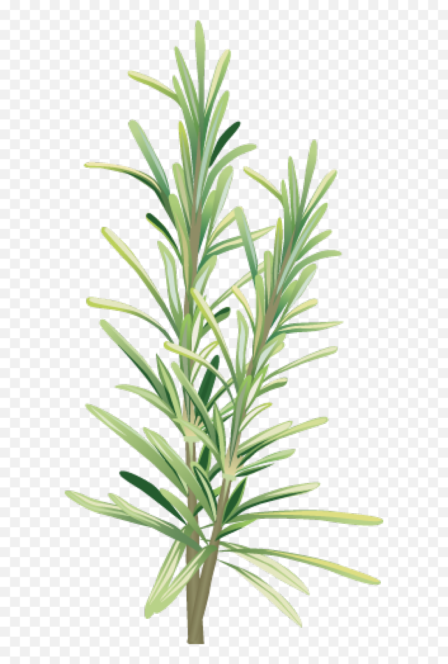 Library Of Rosemary Flower Picture - Rosemary Png,Herbs Png