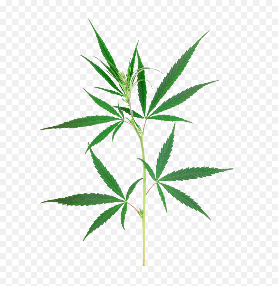 Weed Leaf Transparent Png - Weed Plant Png,Weed Transparent Background