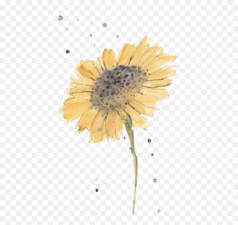 Sunflowers Png Simple Watercolor - Watercolor Flowers For Beginners,Watercolor Sunflower Png