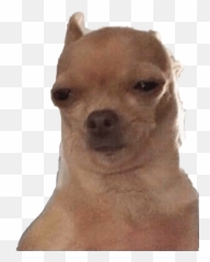 Dog Meme Memedog Dogmeme Doge Freetoedit - Dog Meme Png,Doge Transparent Background