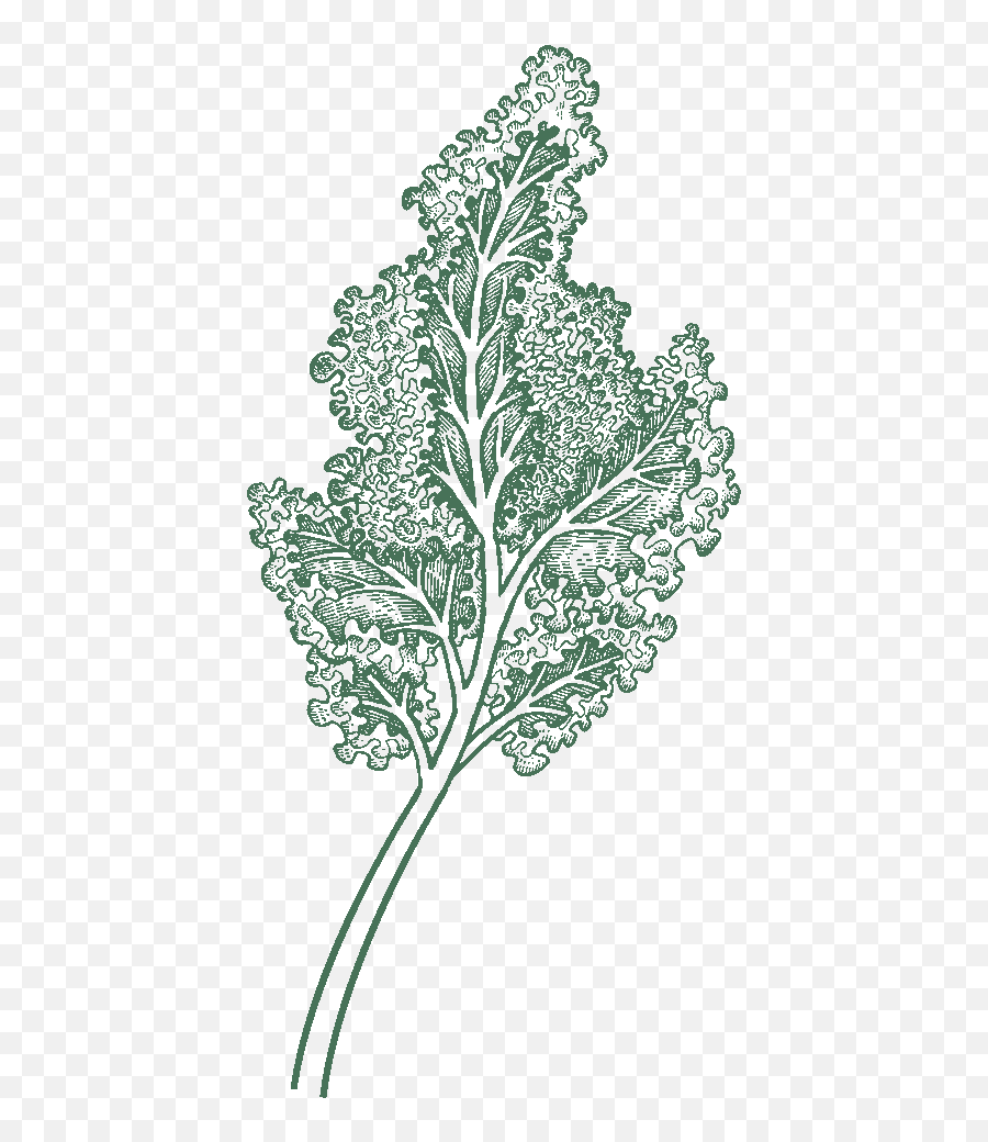 Kale Png - Itu0027s Kale Season Illustration 1342321 Vippng Clip Art,Kale Png
