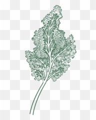 Kale Png - Itu0027s Kale Season Illustration 1342321 Vippng Clip Art,Kale Png