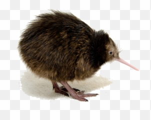 Bird Png - Kiwi Bird Transparent Background,Kiwi Transparent