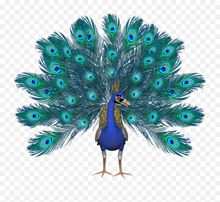 Download Free Png Peacock Pic - Birthday Peacock,Peacock Png