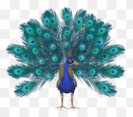 Download Free Png Peacock Pic - Birthday Peacock,Peacock Png