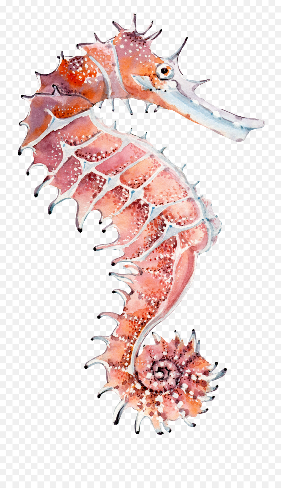 Download Hand Painted A Seahorse Png - Male Seahorse Vs Female,Seahorse Png