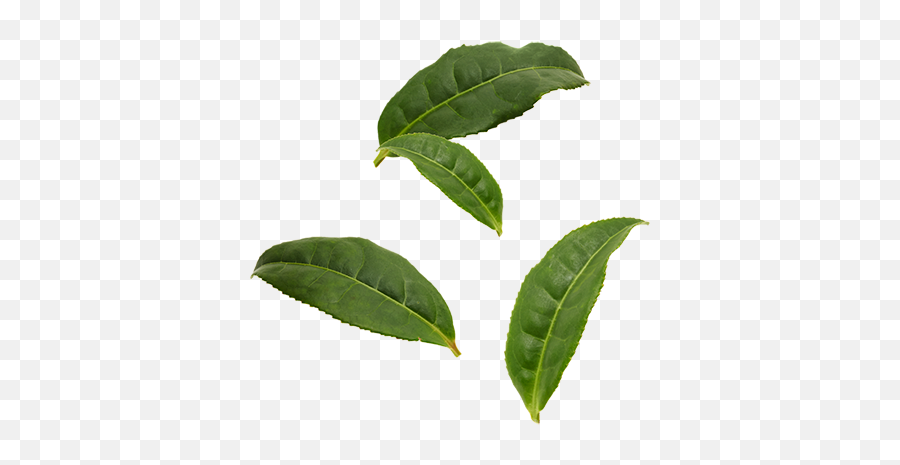 Tea Leaves - Tea Tree Leaf Png,Tea Leaves Png
