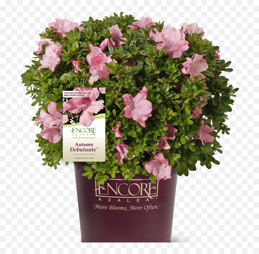 Download Autumn Debutante Encore Azalea - Bellflower Png,Azalea Png