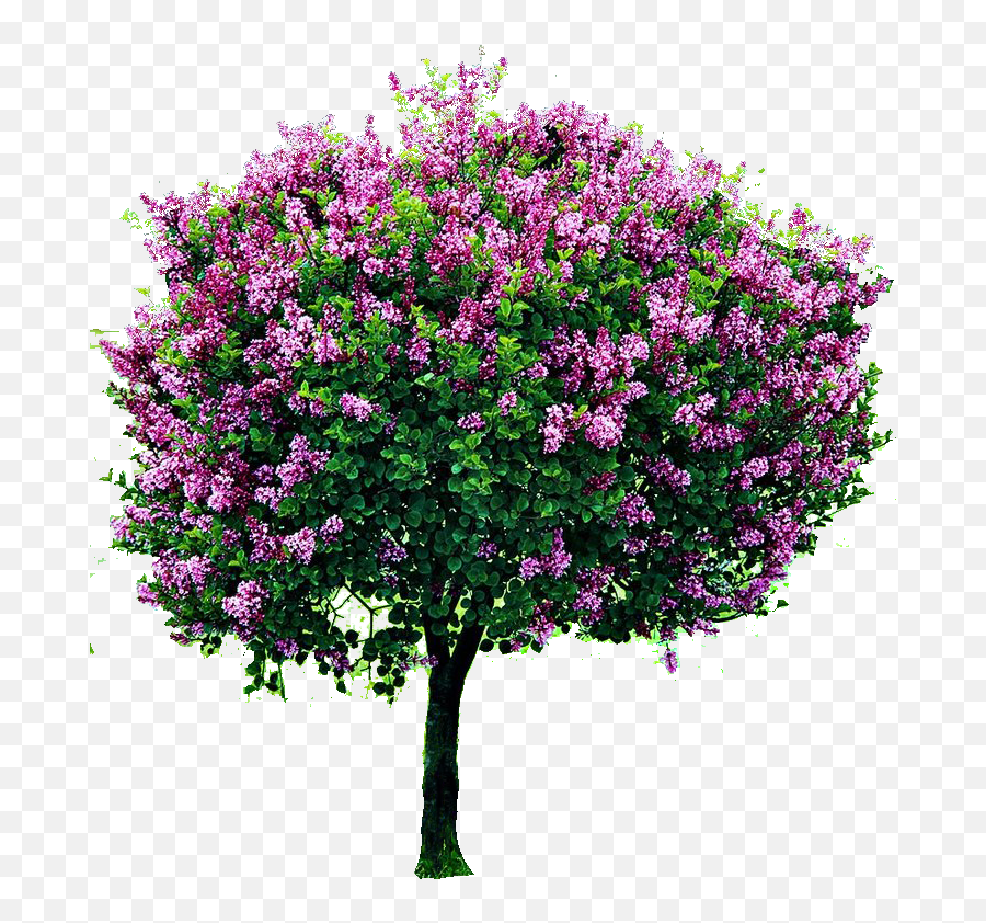 Bougainvillea Tree Png Image - Transparent Flower Tree Png Hd,Bougainvillea Png