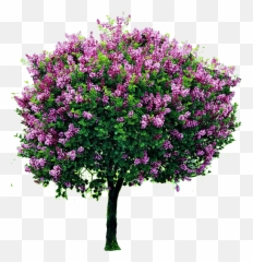 Bougainvillea Tree Png Image - Transparent Flower Tree Png Hd,Bougainvillea Png
