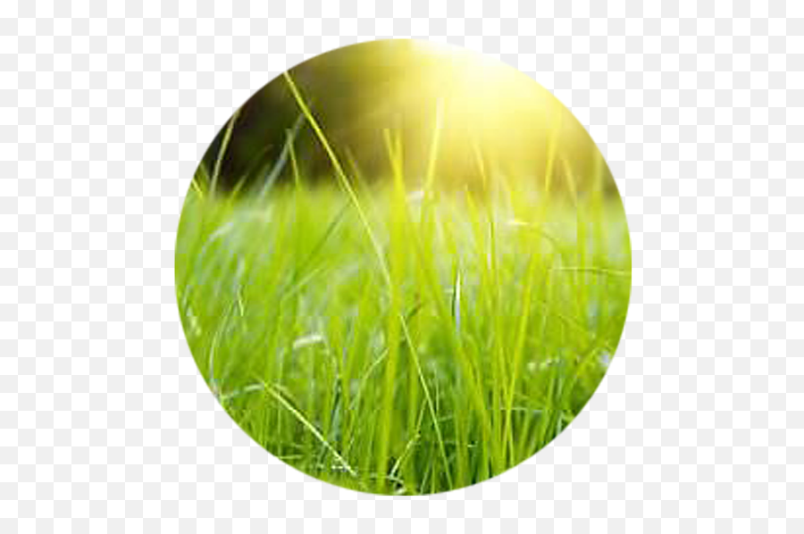 Chemong Property Lawn Care - Grass Png,Prairie Grass Png