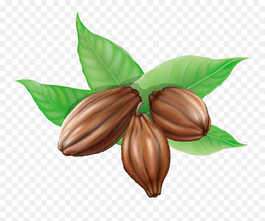 Download Cacao Png Image For Free