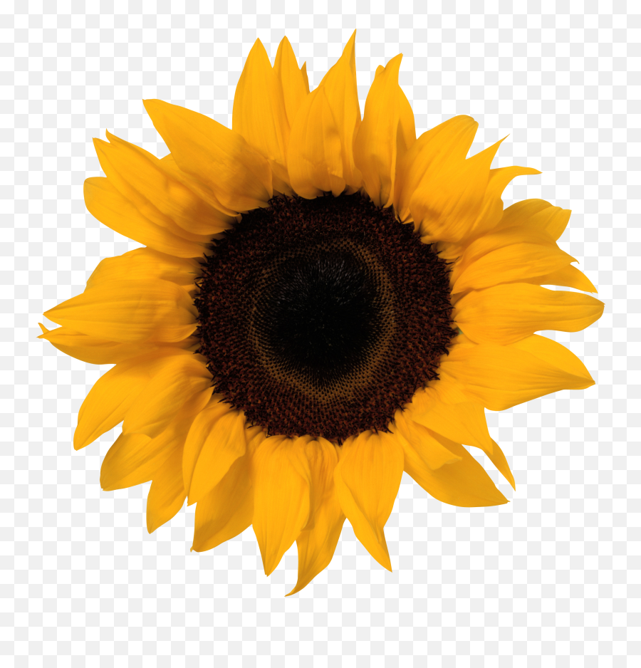 Sunflowers Free Png Transparent Image - Sunflower Clipart Transparent Background,Sunflower Transparent Background