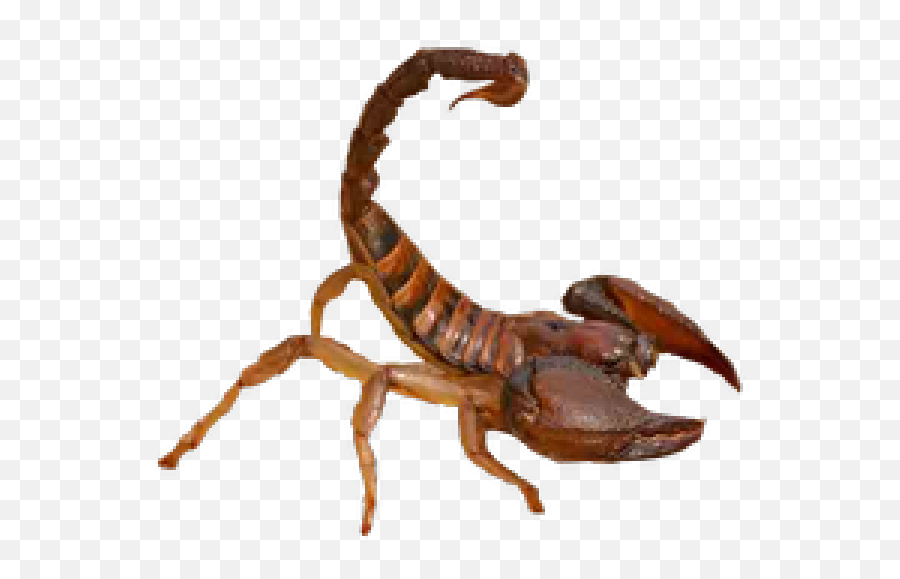 Scorpion Png Free Download 18 Images - Scorpion Png Transparent Background,Scorpion Png
