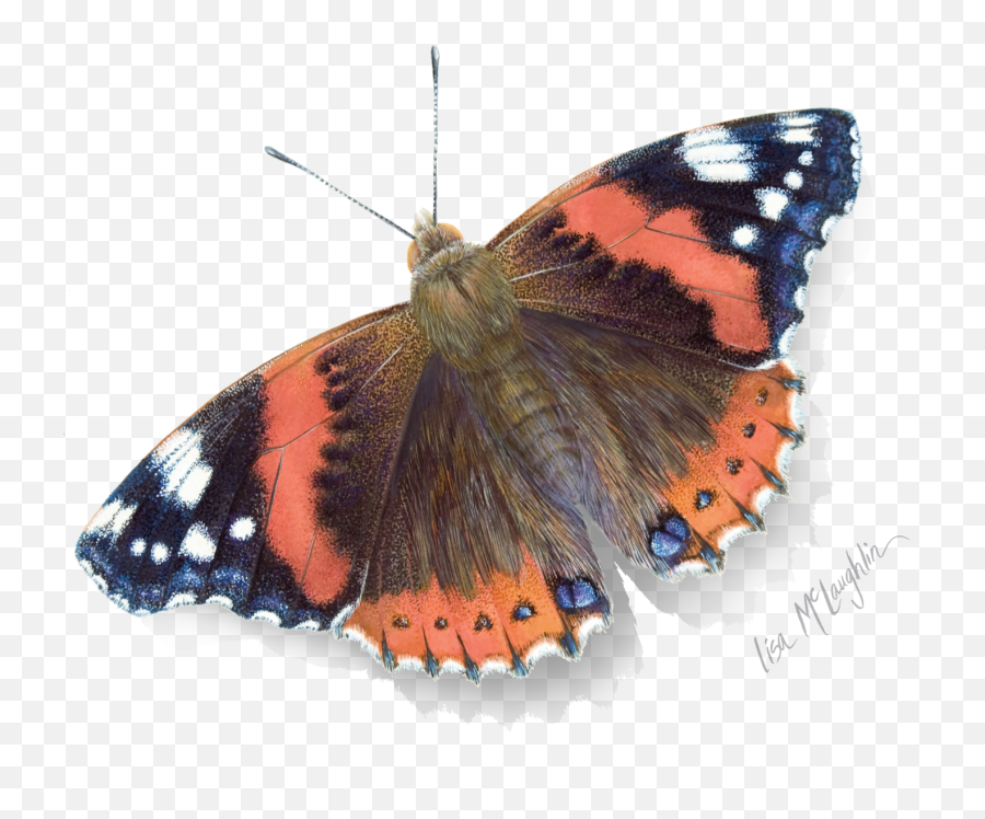 Butterfly Exhibit - Red Admiral Butterfly Watercolour Png,Watercolor Butterfly Png