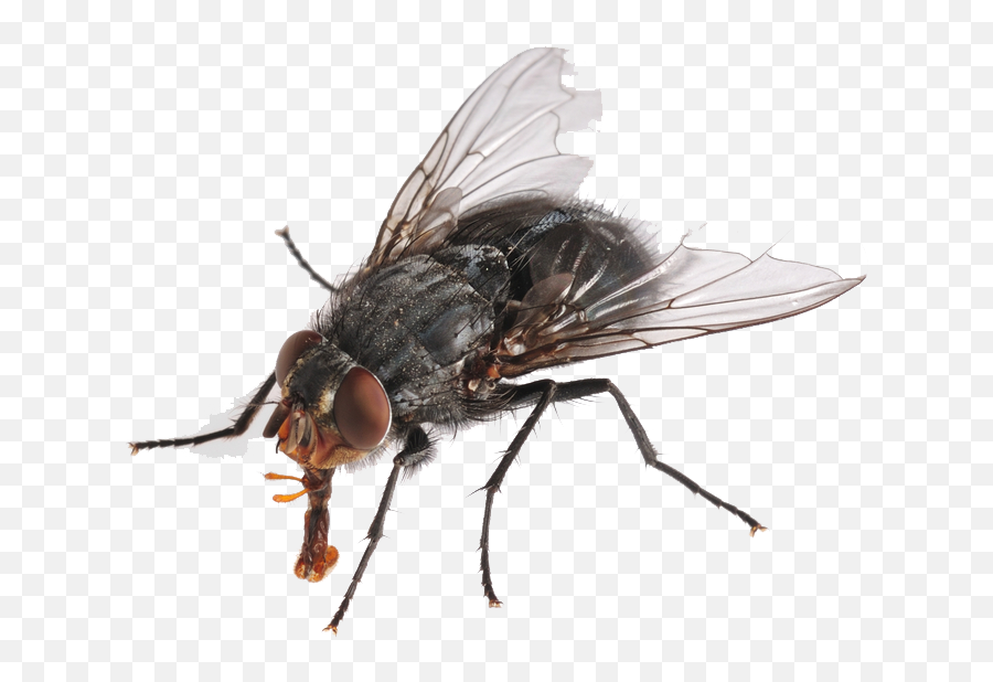 Png Images Transparent Free Download - Housefly Png,Fly Png