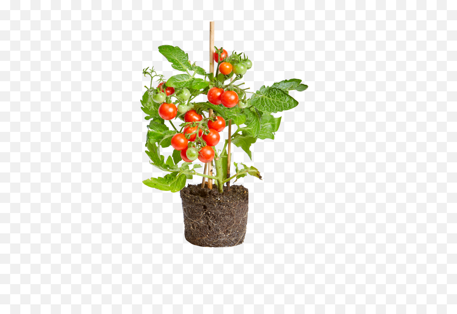 Elho - Tomato Plant In A Pot Png,Tomato Plant Png