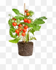 Elho - Tomato Plant In A Pot Png