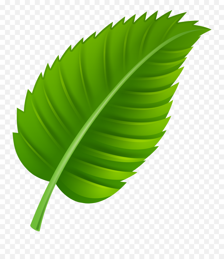 Library Stock Green Leaves Png Files Mint