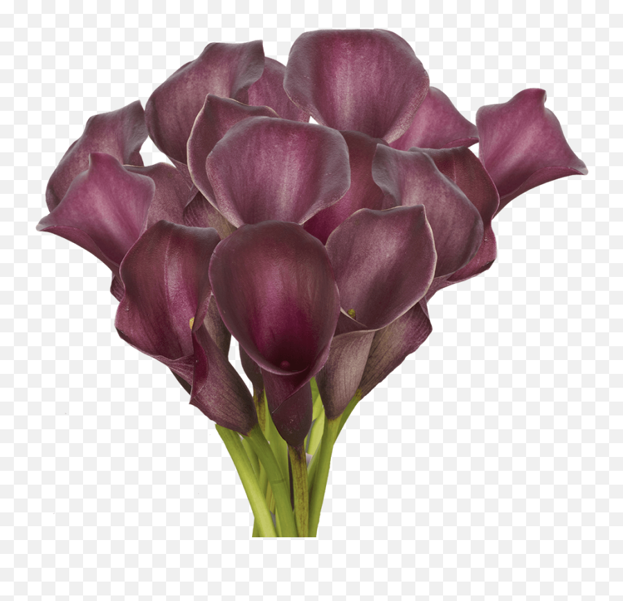 Fresh Purple Calla Lily Flowers - Lovely Png,Calla Lily Png