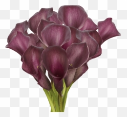 Fresh Purple Calla Lily Flowers - Lovely Png,Calla Lily Png