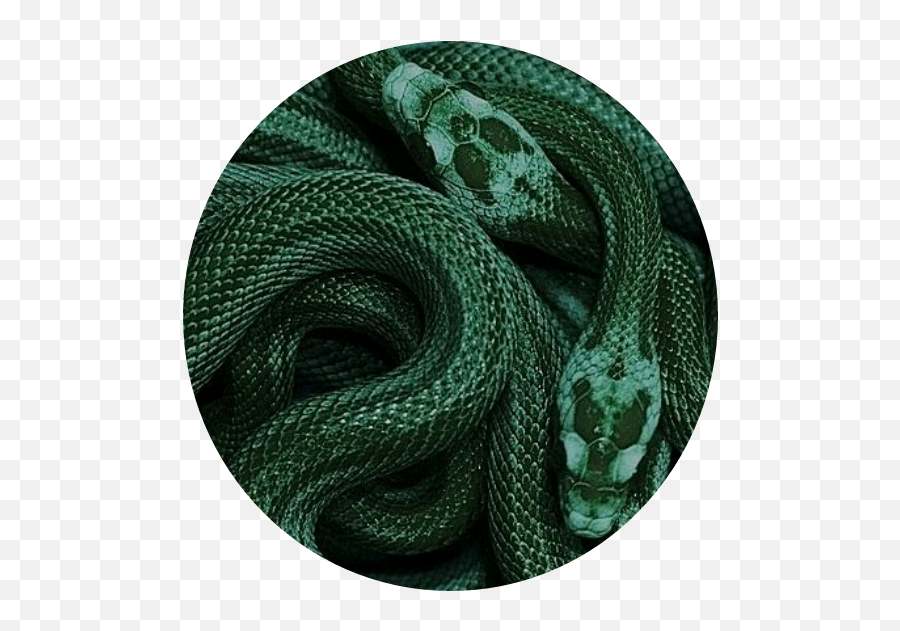 Dark Green Aesthetic Snake Png Image - Dark Green Aesthetic,Green Snake Png