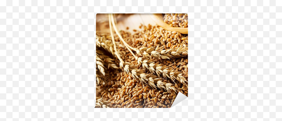 Wheat Grains Wall Mural U2022 Pixers - We Live To Change Cereal Png,Grains Png