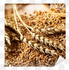 Wheat Grains Wall Mural U2022 Pixers - We Live To Change Cereal Png,Grains Png