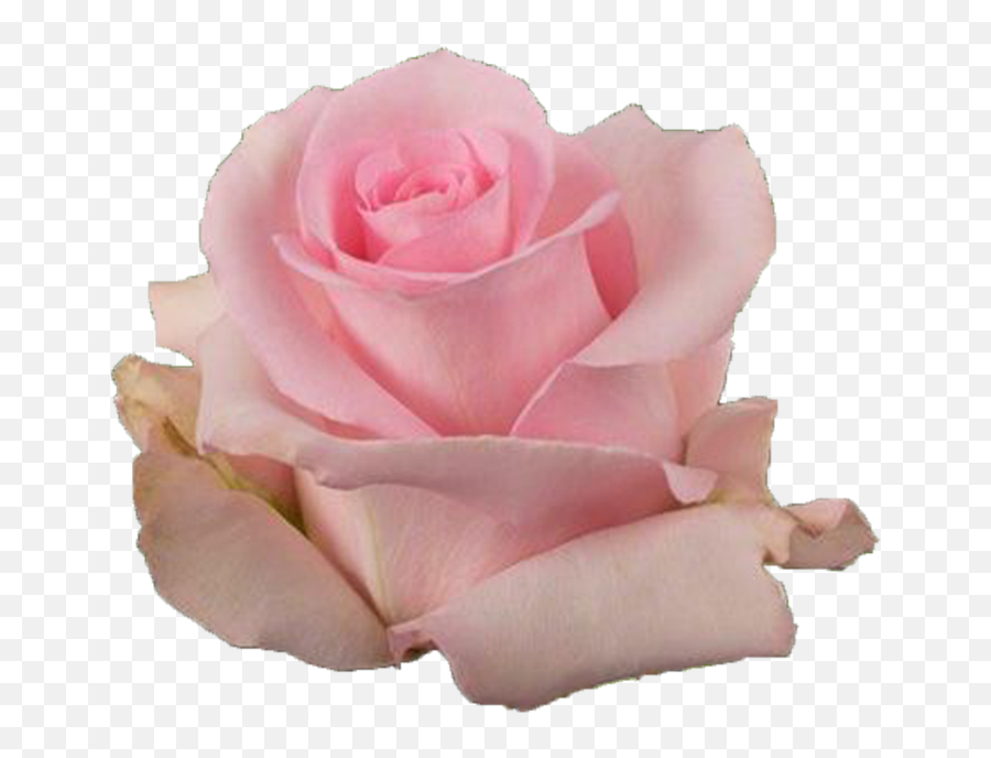 Jessika - Pink Rose Garden Roses Png,Pink Rose Transparent