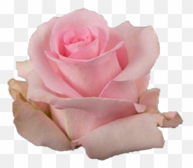 Jessika - Pink Rose Garden Roses png