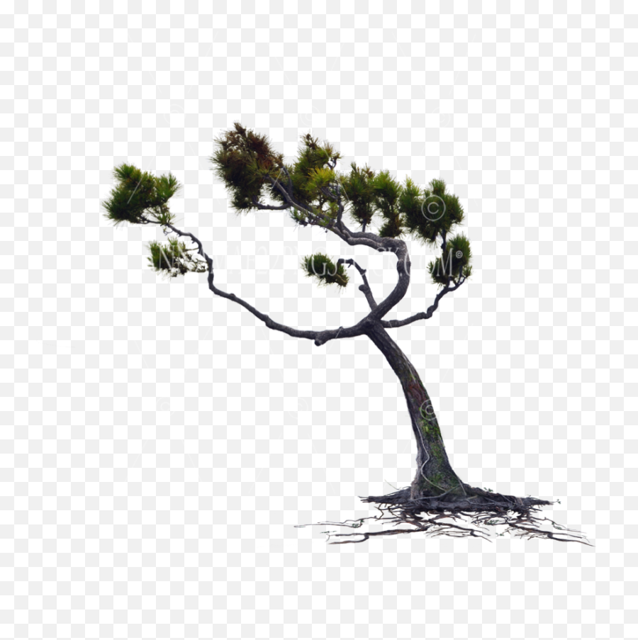 Wind Blown Pine Tree With Roots Png - Wind Tree Png,Pine Tree Transparent