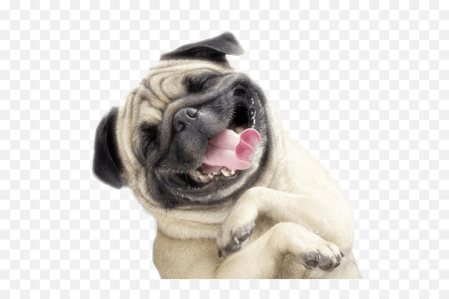 Funny - Funny Dog Png,Pet Png