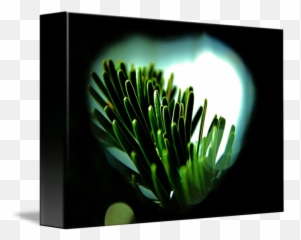 Christmas Tree Branch By Simon Steiner - Sea Anemones And Corals png