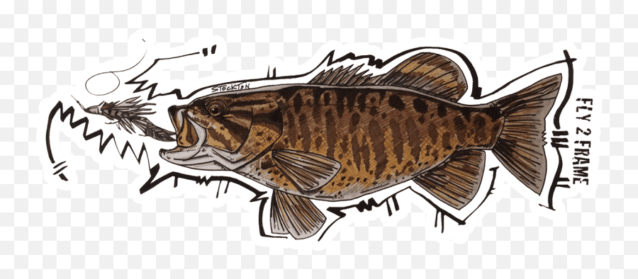Matthew Stockton Bronzeback Smallmouth Bass Sticker - Fly Slaps Fly Fishing Stickers And Decals Smallmouth Bass Sticker Png,Bass Fish Icon