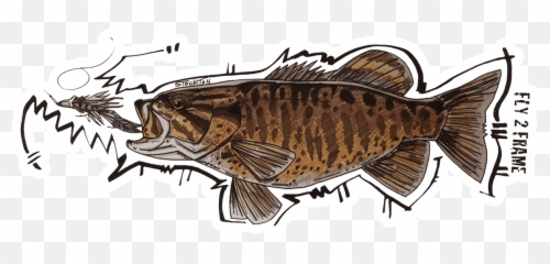 Matthew Stockton Bronzeback Smallmouth Bass Sticker - Fly Slaps Fishing Stickers and Decals png