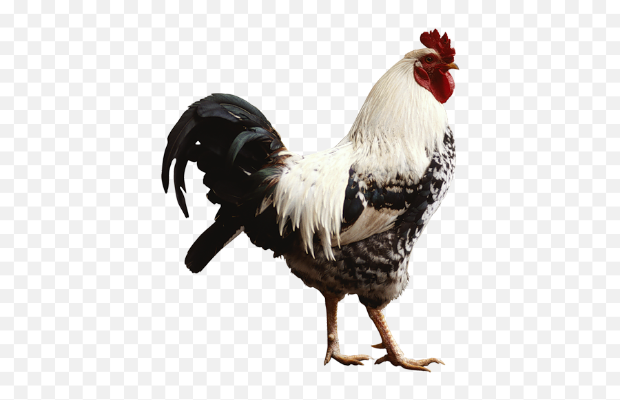 Cock Png High Quality Image - Rooster Png,Cockatiel Icon