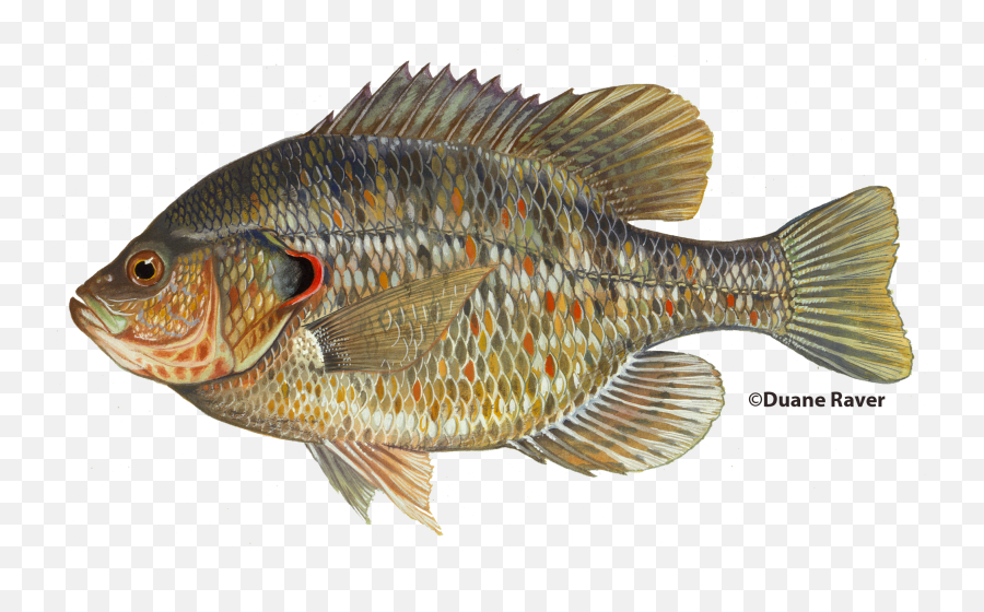 Fish Population Management - Redear Sunfish Png,Purdue Blackboard Icon