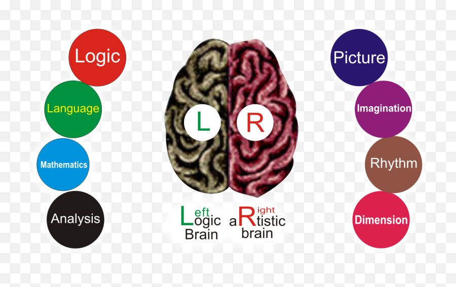 Scientifically Human Brain Is Divided - Brain Are Divided Into Two Parts Png,Human Brain Png