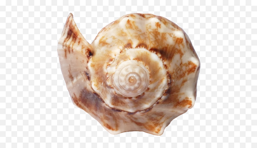 Sea Shells Ocean - Free Photo On Pixabay Seashell Png,Sea Shell Png