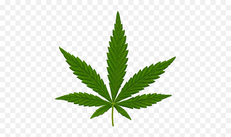 Cannabis In Png - Marijuana Leaf,Weed Transparent Background