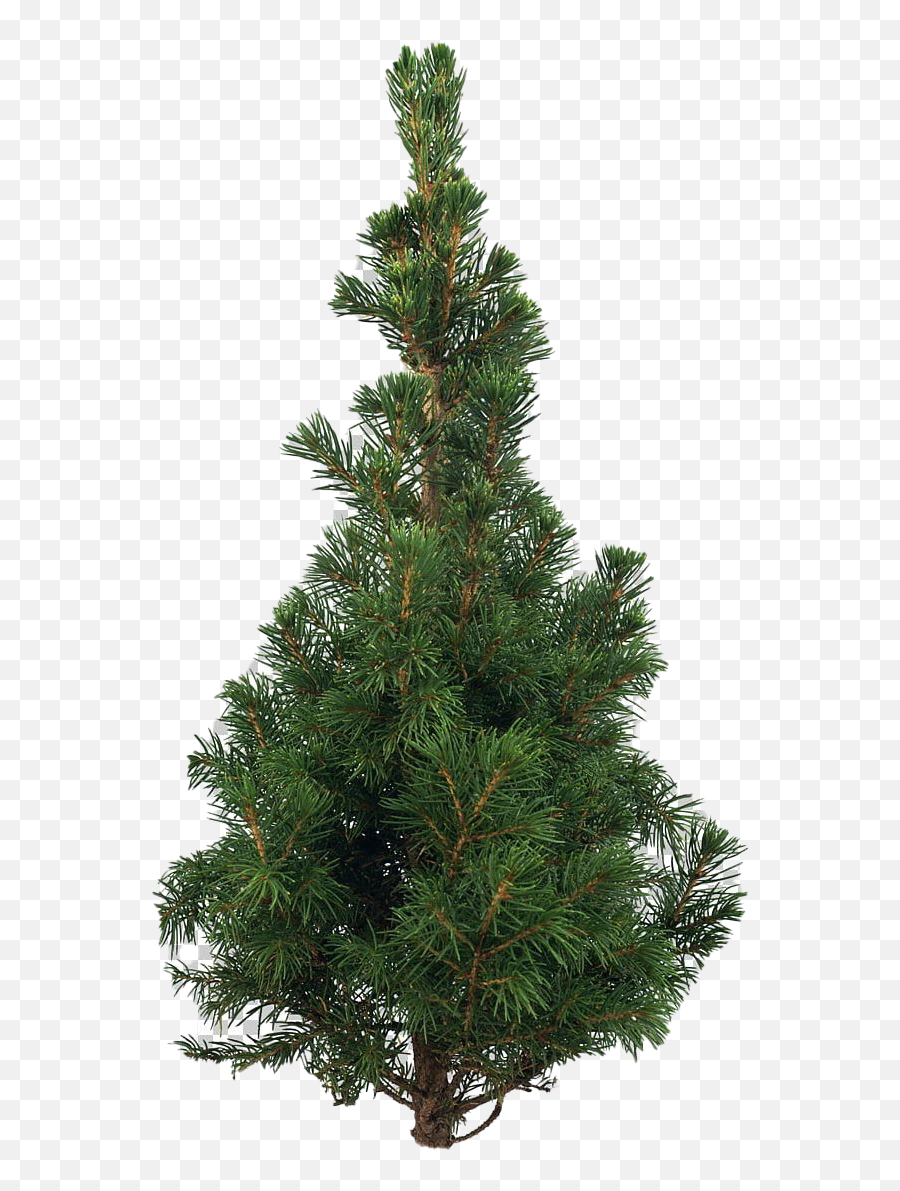 Artificial Christmas Tree Png Pic Mart - Christmas Tree Png Pine Png,Xmas Tree Png