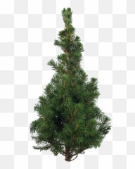 Artificial Christmas Tree Png Pic Mart - Png Pine